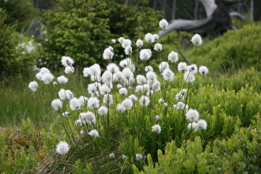 Suchopýr pochvatý - Eriophorum vaginatum (1)