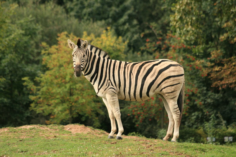 029 Zebra damarská