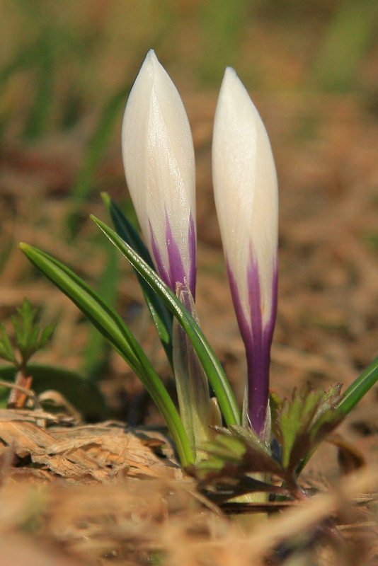 Šafrán bělokvětý - Crocus vernus C2 (01)