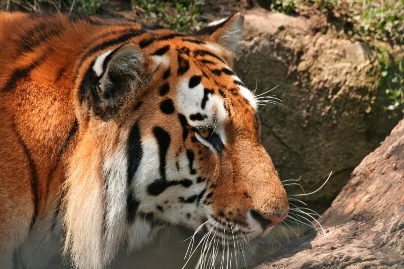 063 Tygr ussurijský