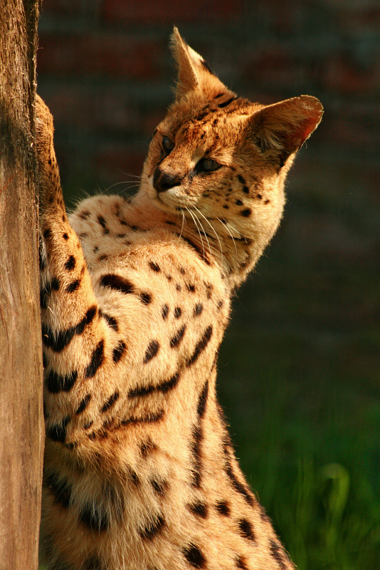 080 Serval stepní