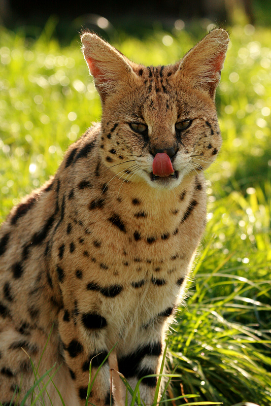 109 Serval stepní