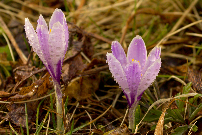 Šafrán bělokvětý - Crocus vernus C2 (02)