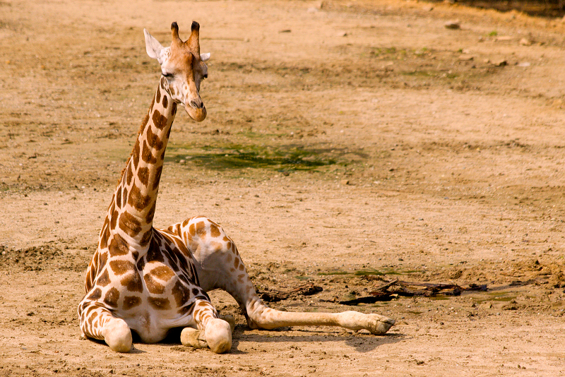 123 Žirafa Rothschildova