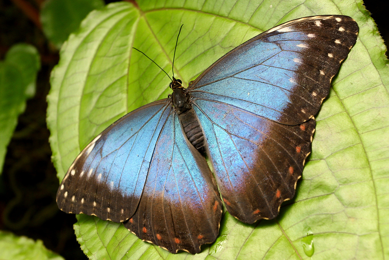 136 Modrá babočka - Morpho peleides