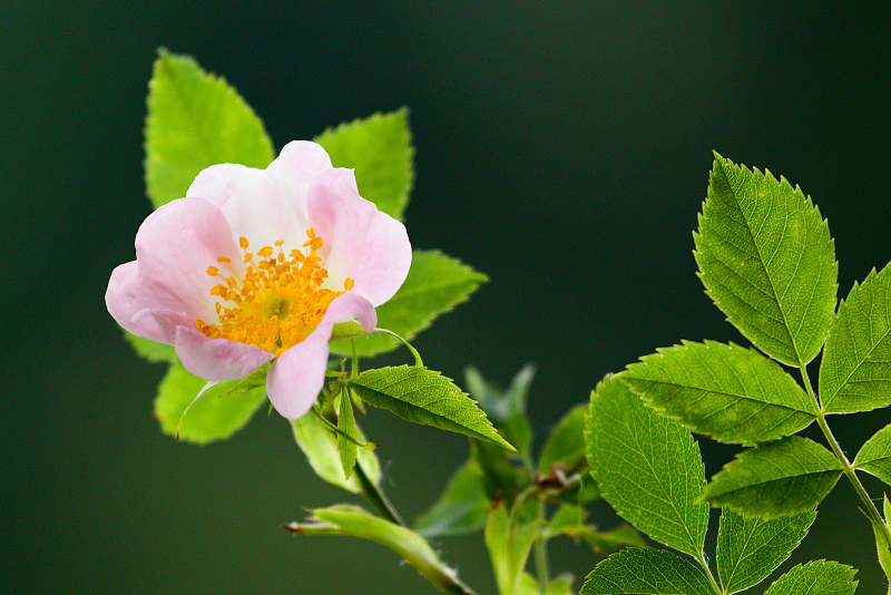 Růže šípková - Rosa canina (1)