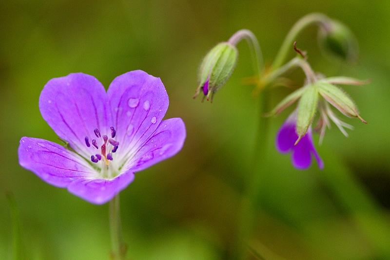 Kakost lesní - Geranium sylvaticum (1)