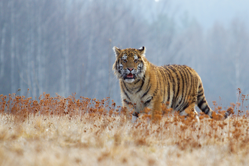 10 Tygr ussurijský