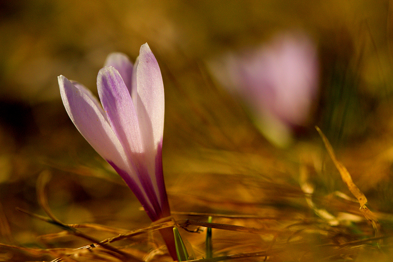 Šafrán bělokvětý - Crocus vernus C2 (03)