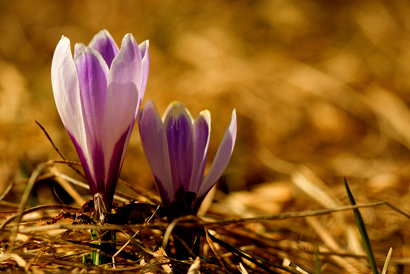 Šafrán bělokvětý - Crocus vernus C2 (04)