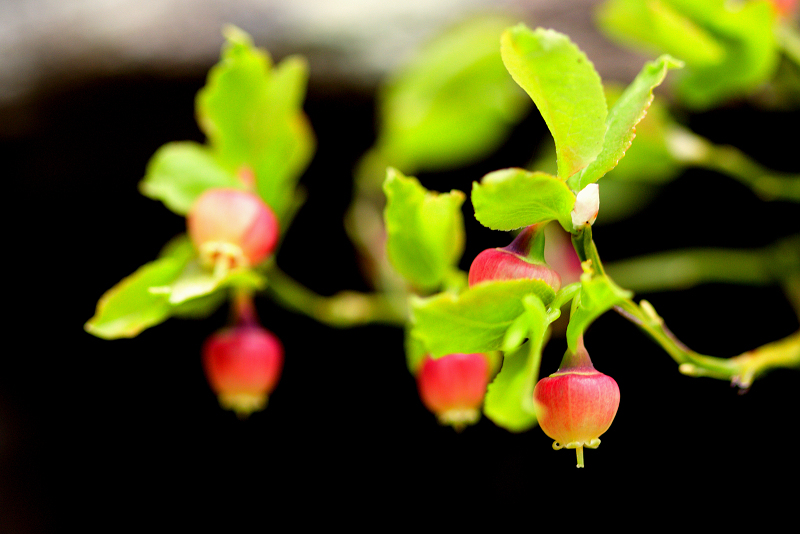 Brusnice borůvka - Vaccinium myrtillus (1)