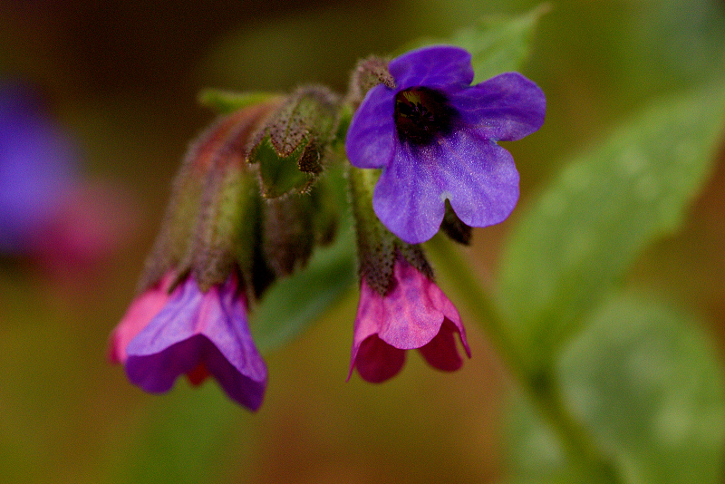 Plicník lékařský - Pulmonaria officinalis (1)