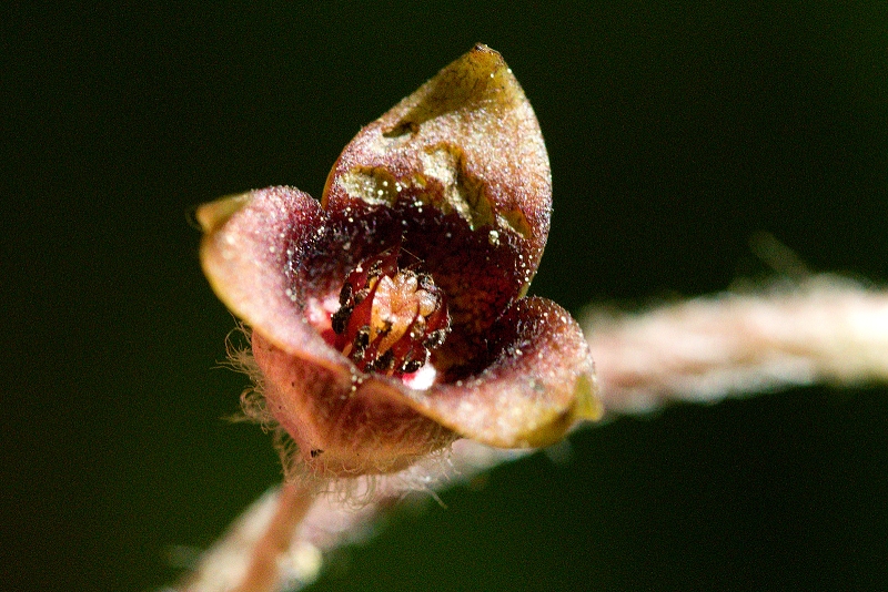 Kopytník evropský - Asarum europaeum (1)