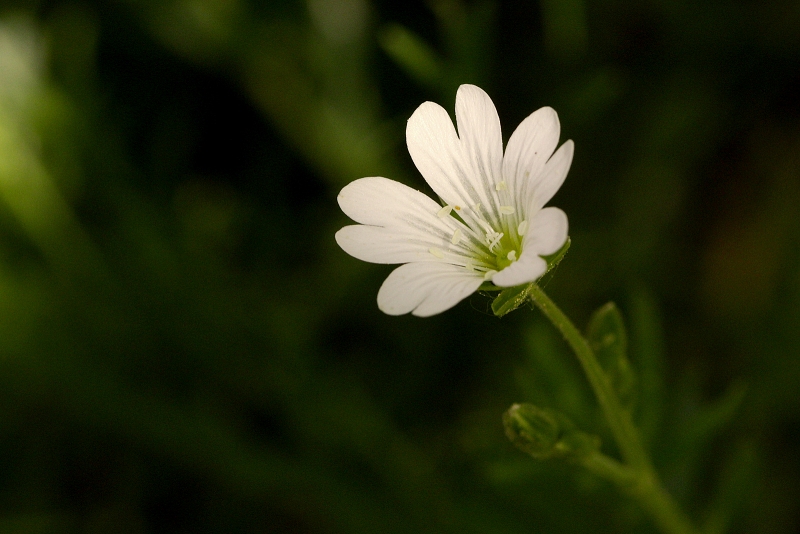 Rožec rolní - Cerastium arvense (1)