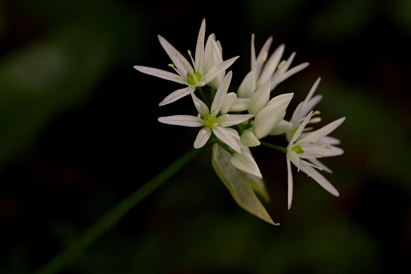 Česnek medvědí - Allium ursinum C4 (1)