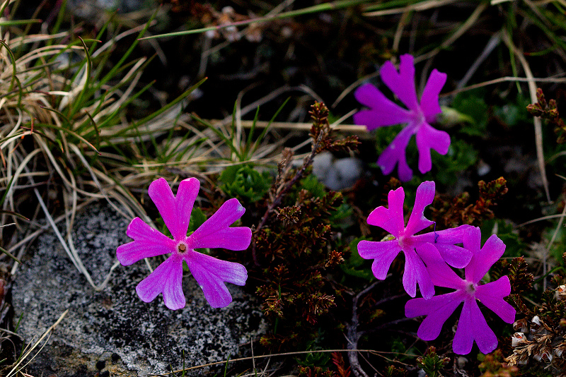 Prvosenka nejmenší - Primula minima C1 (1)