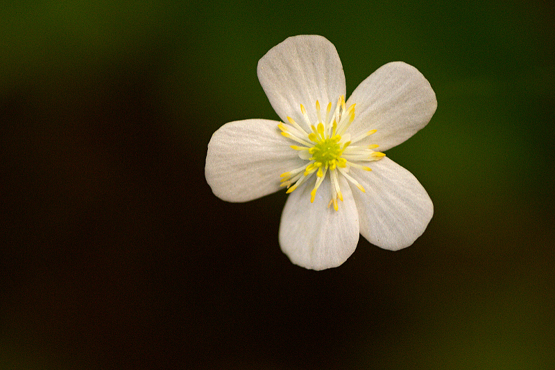 Zapalice žluťuchovitá - Isopyrum thalictroides C4 (1)