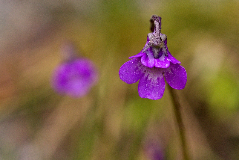 Tučnice obecná - Pinguicula vulgaris C2 (1)