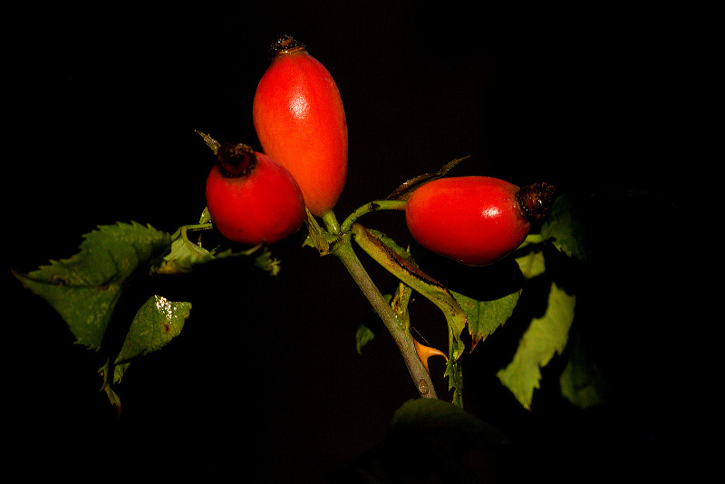 Růže šípková - Rosa canina (2)