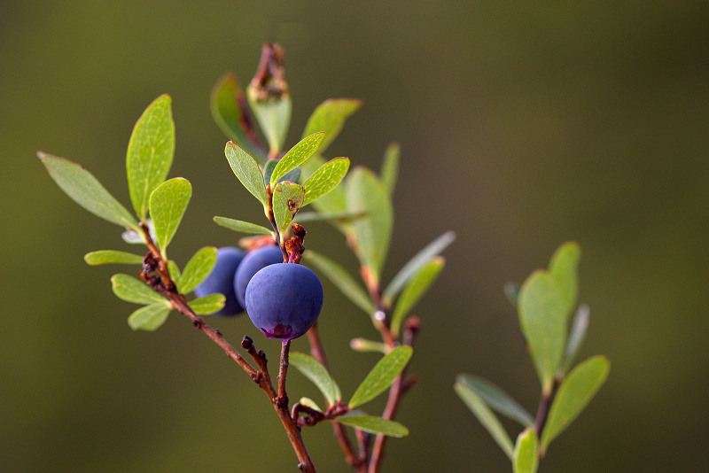 Brusnice vlochyně - Vaccinium uliginosum (1)