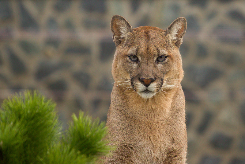 189 Puma americká