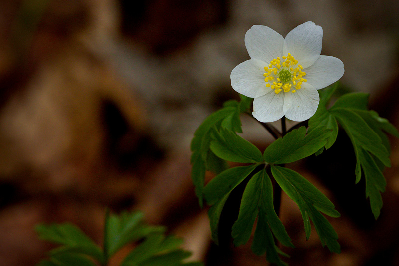 Sasanka hajní - Anemone nemorosa (2)