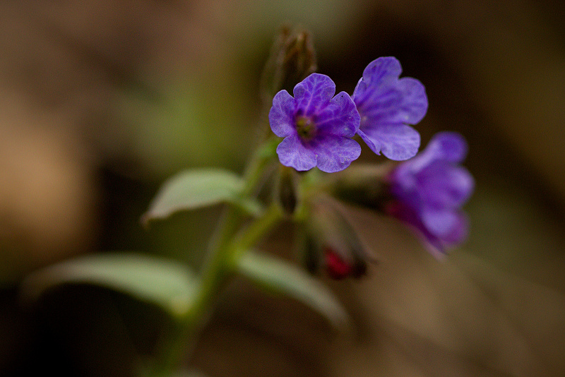 Plicník lékařský - Pulmonaria officinalis (2)