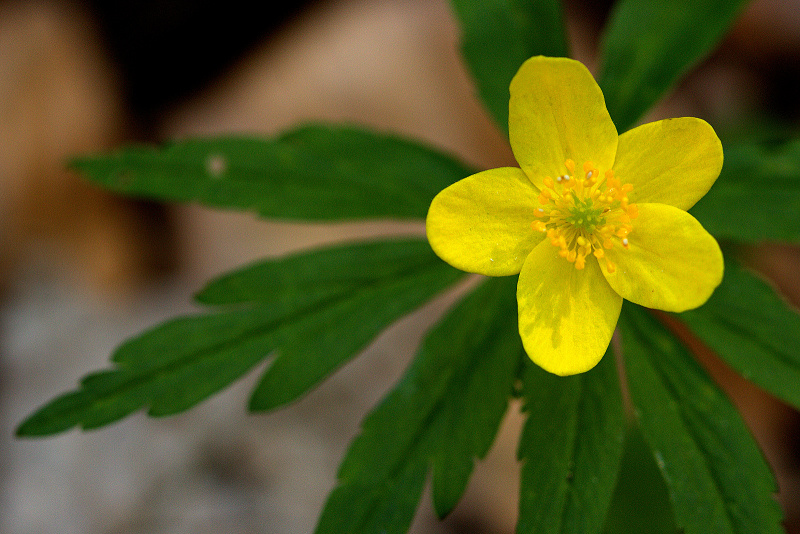 Sasanka pryskyřníkovitá - Anemone ranunculoides (1)