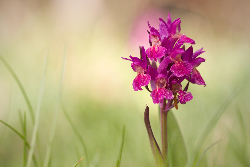 Prstnatec bezový - Dactylorhiza sambucina C2 (02)