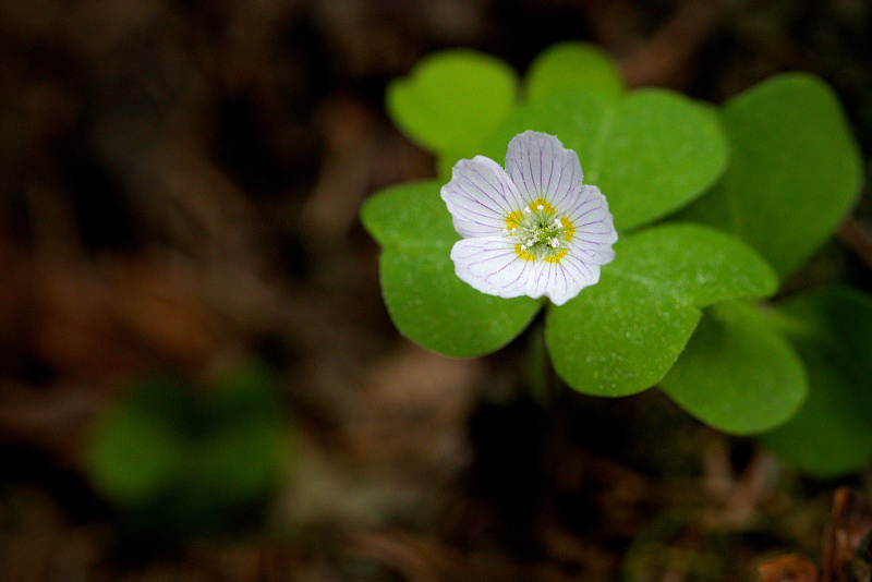 Šťavel kyselý - Oxalis acetosella (1)