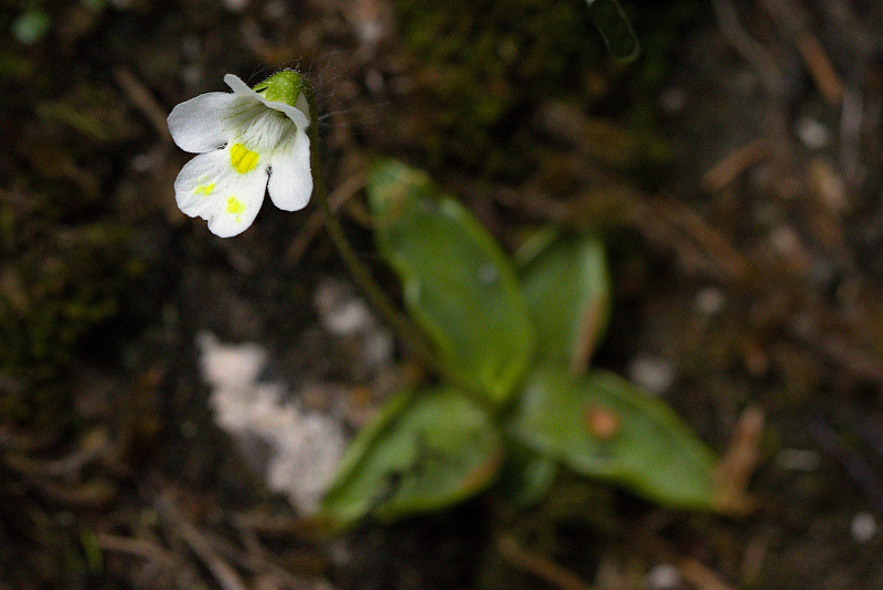 08 Tučnice alpská - Tučnica alpínska