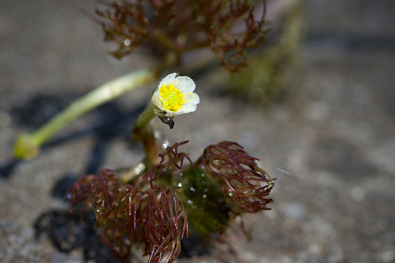 Lakušník niťolistý - Batrachium trichophyllum C4 (1)