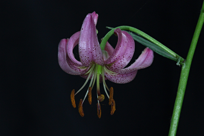 Lilie zlatohlavá - Lilium martagon C4 (1)