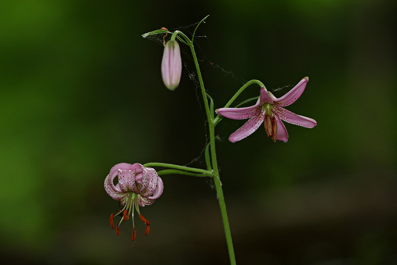 Lilie zlatohlavá - Lilium martagon C4 (3)