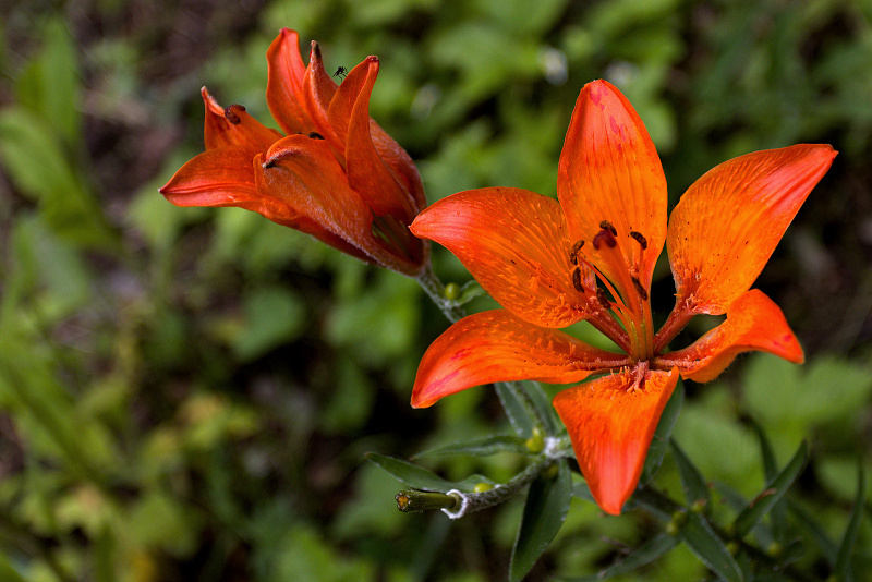 Lilie cibulkonosná - Lilium bulbiferum C2 (1)