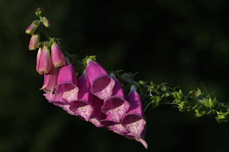 Náprstník červený - Digitalis purpurea (1)