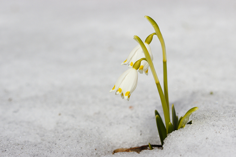 Bledule jarní - Leucojum vernum C3 (2)