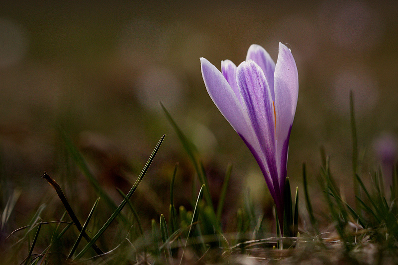 Šafrán bělokvětý - Crocus vernus C2 (05)