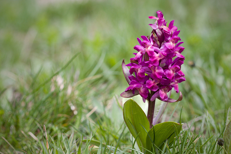 Prstnatec bezový - Dactylorhiza sambucina C2 (04)