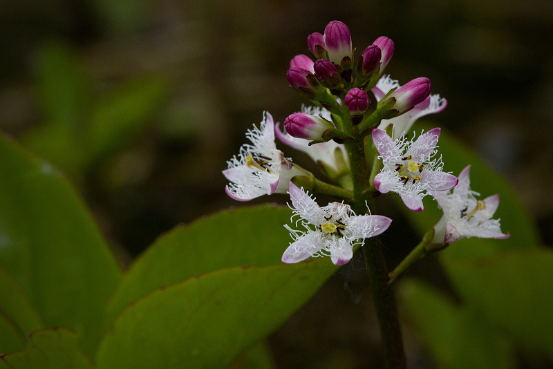 Vachta trojlistá - Menyanthes trifoliata C3 (1)