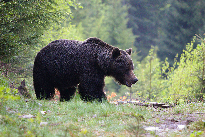 Savci - Medvěd hnědý 20
