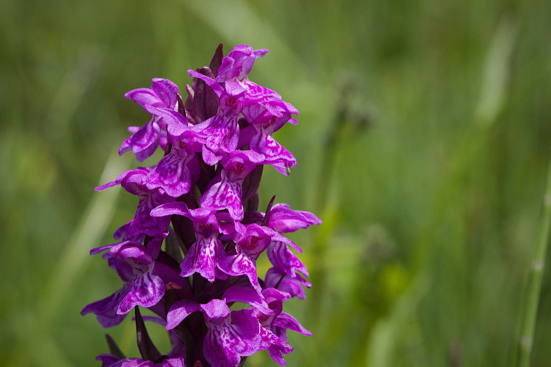 Prstnatec májový - Dactylorhiza majalis C3 (1)