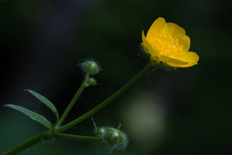 Pryskyřník kosmatý - Ranunculus lanuginosus (1)