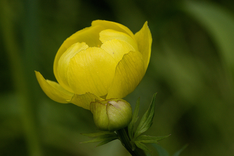 Upolín nejvyšší - Trollius altissimus C3 (1)