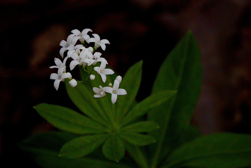 Svízel vonný - Galium odoratum (1)