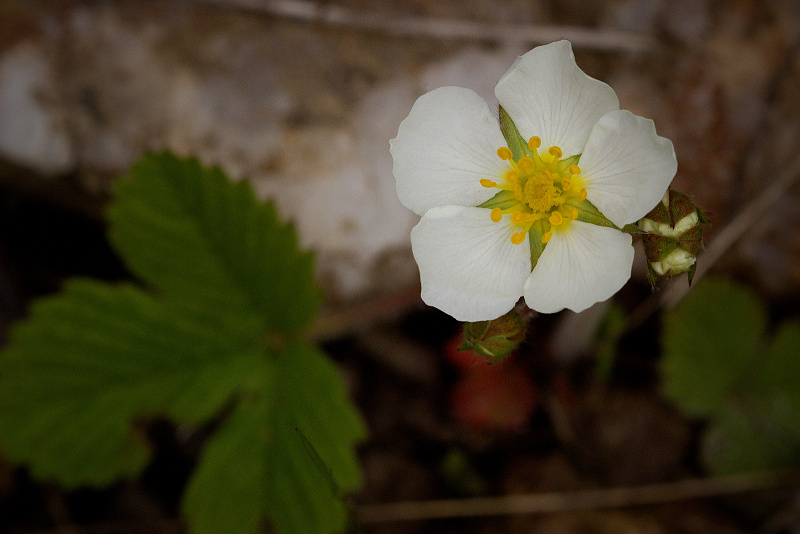 Jahodník truskavec - Fragaria moschata (1)