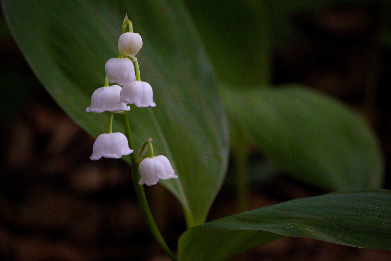 Konvalinka vonná - Convallaria majalis (1)