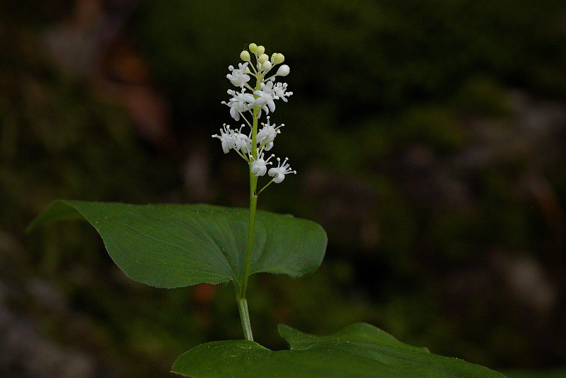 Pstroček dvoulistý - Maianthemum bifolium (1)