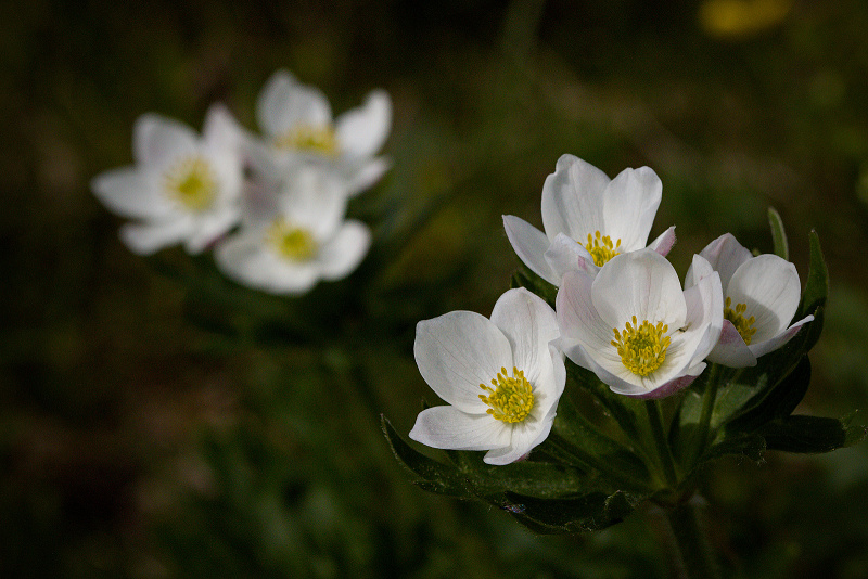 Sasanka narcisokvětá, větrnice narcisokvětá - Anemonastrum narcissiflorum C1 (2)