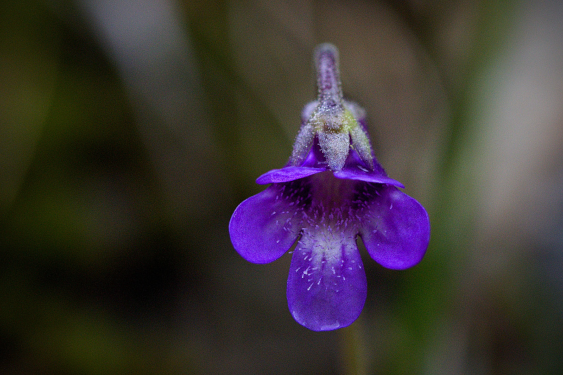 Tučnice obecná - Pinguicula vulgaris C2 (2)